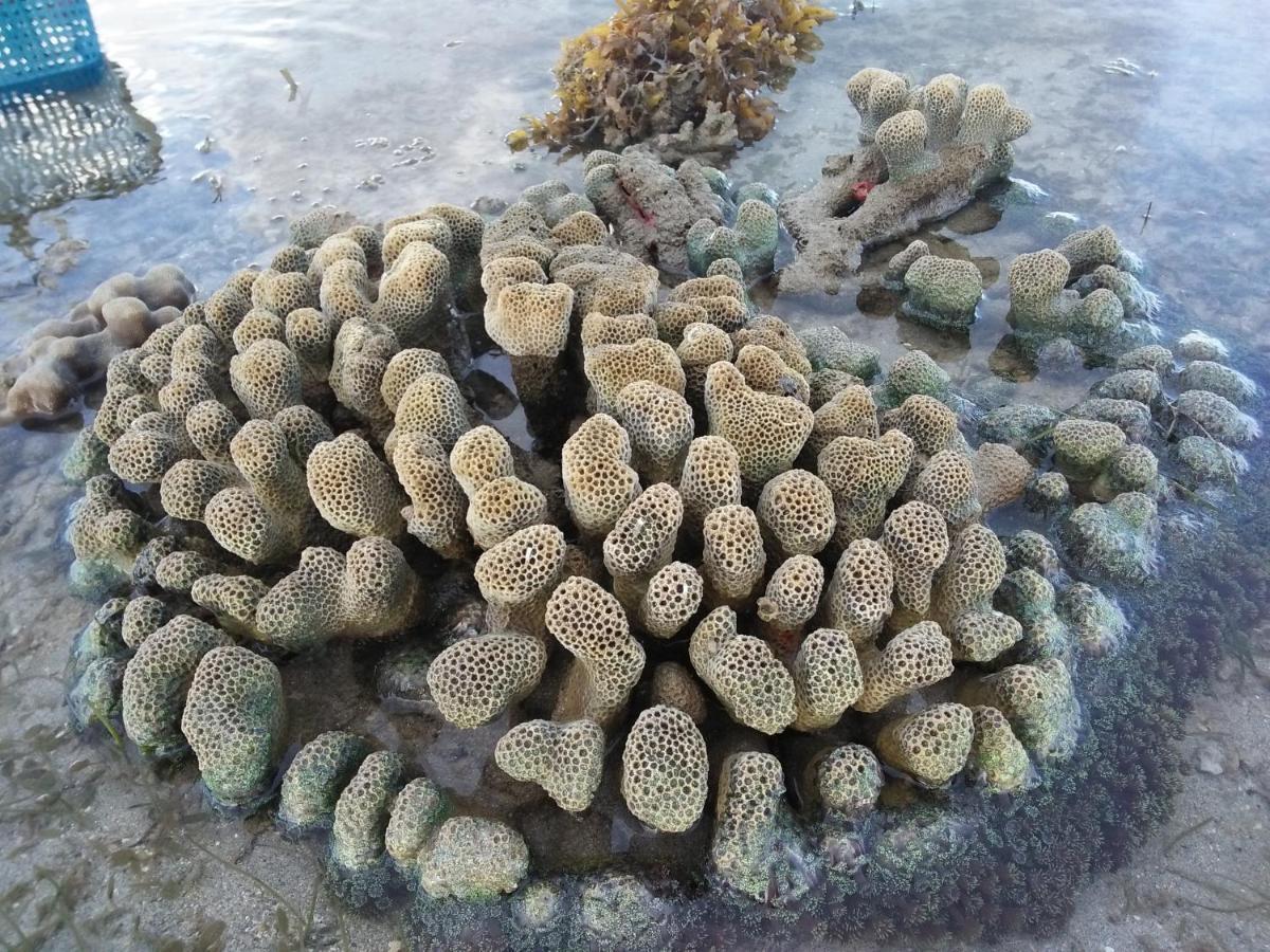 Tammoyo Place Kudat Kültér fotó